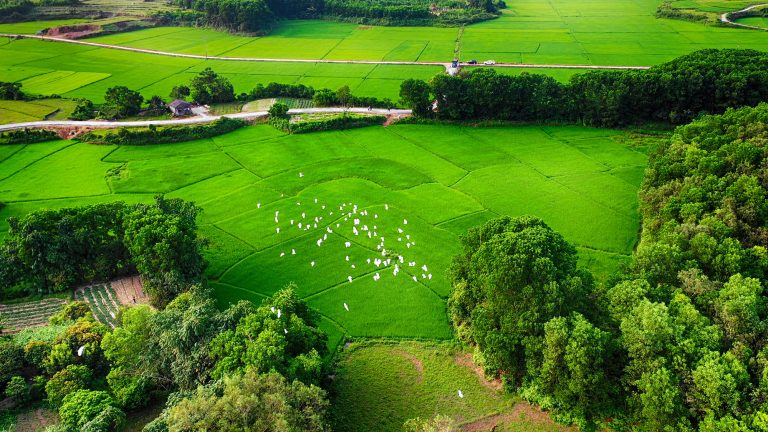 Bay lên từ cánh đồng