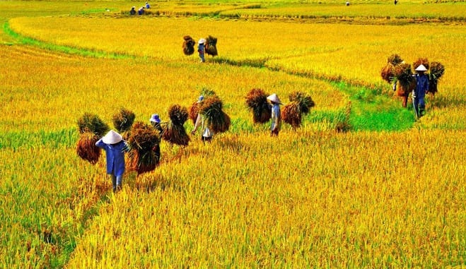 Bay lên từ cánh đồng