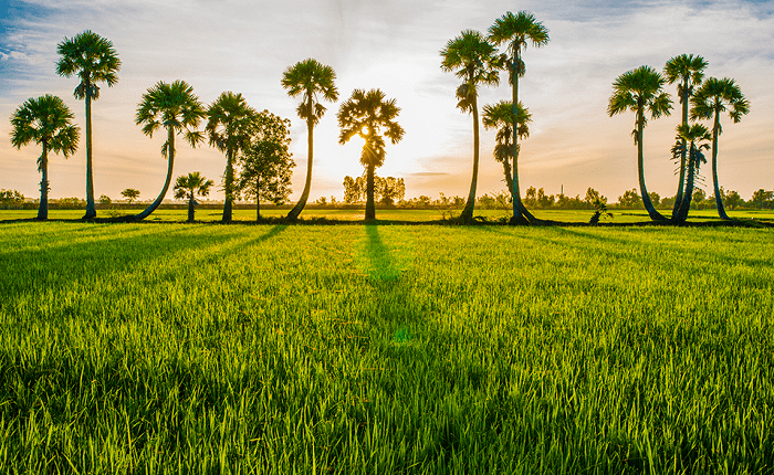 Giấc mơ trên cánh đồng Tà Pạ